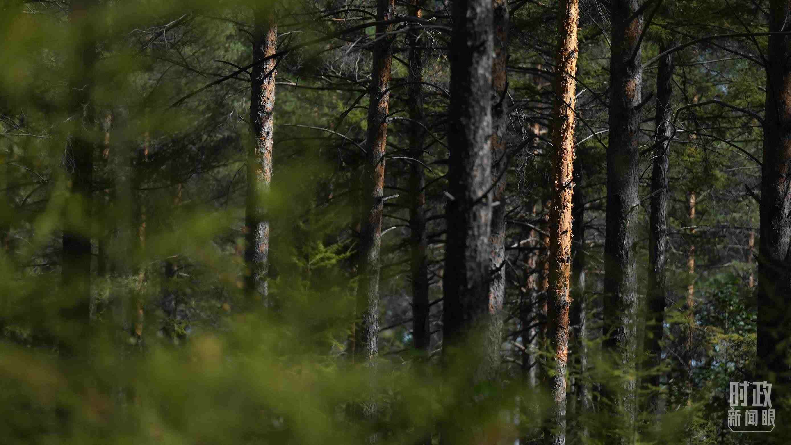 △漠河林場有天然林3.54萬公頃、蓄積量325.3萬立方米。（總臺(tái)國廣記者李晉拍攝）