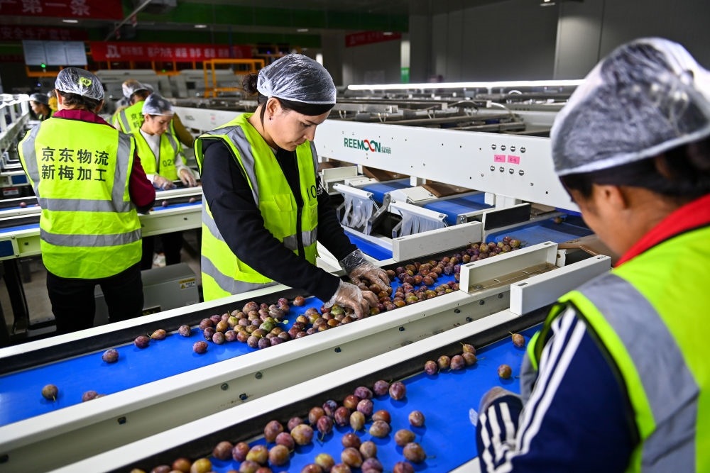 在新疆伽師縣粵伽新梅產(chǎn)業(yè)園內(nèi)的京東物流新疆智能供應(yīng)鏈中心，員工在智能分揀線(xiàn)檢查分選好的新梅（2023年8月30日攝）。新華社記者 丁磊 攝