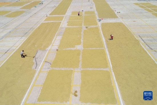 9月16日，村民在貴州省黔東南苗族侗族自治州丹寨縣金泉街道晾曬稻谷（無人機(jī)照片）。