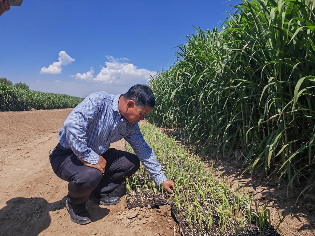 高級農(nóng)藝師周興德向記者介紹巨菌草幼苗（2023年9月1日攝）。新華社記者馬麗娟 攝