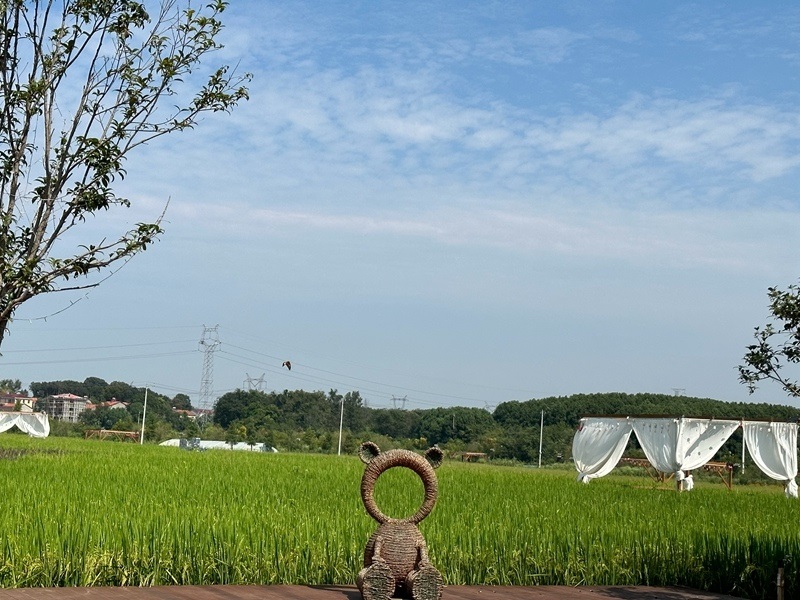 林語未來村打造農(nóng)家畈田園綜合體。人民網(wǎng) 王紹紹攝