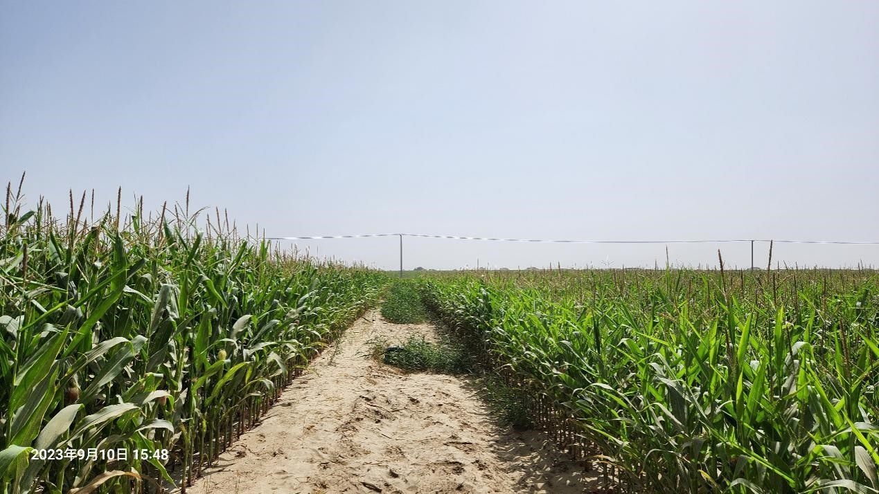 玉米改良40天后對比（左邊為改良組，右邊為對照組）。胡樹文團隊供圖