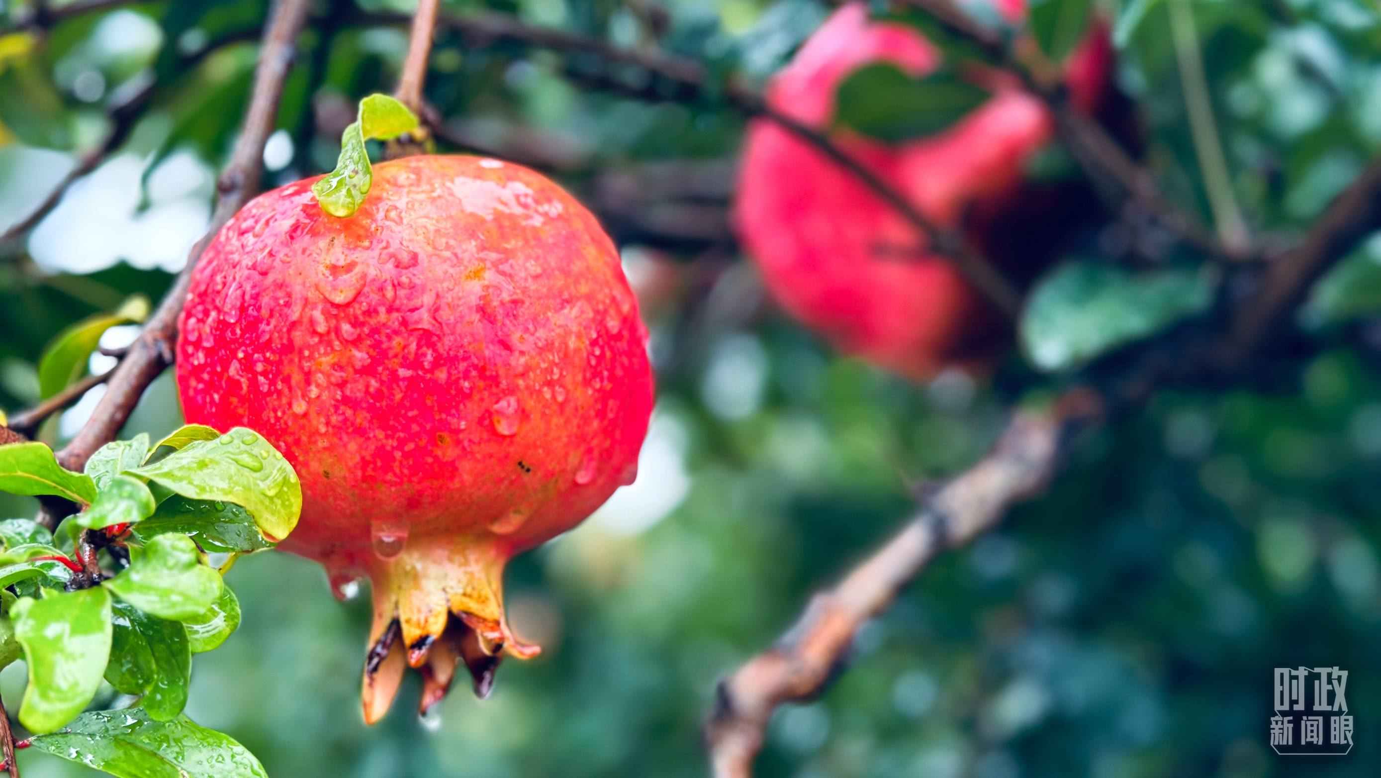 △一場秋雨過后，石榴更顯晶瑩。（總臺央視記者李輝、范一鳴拍攝）