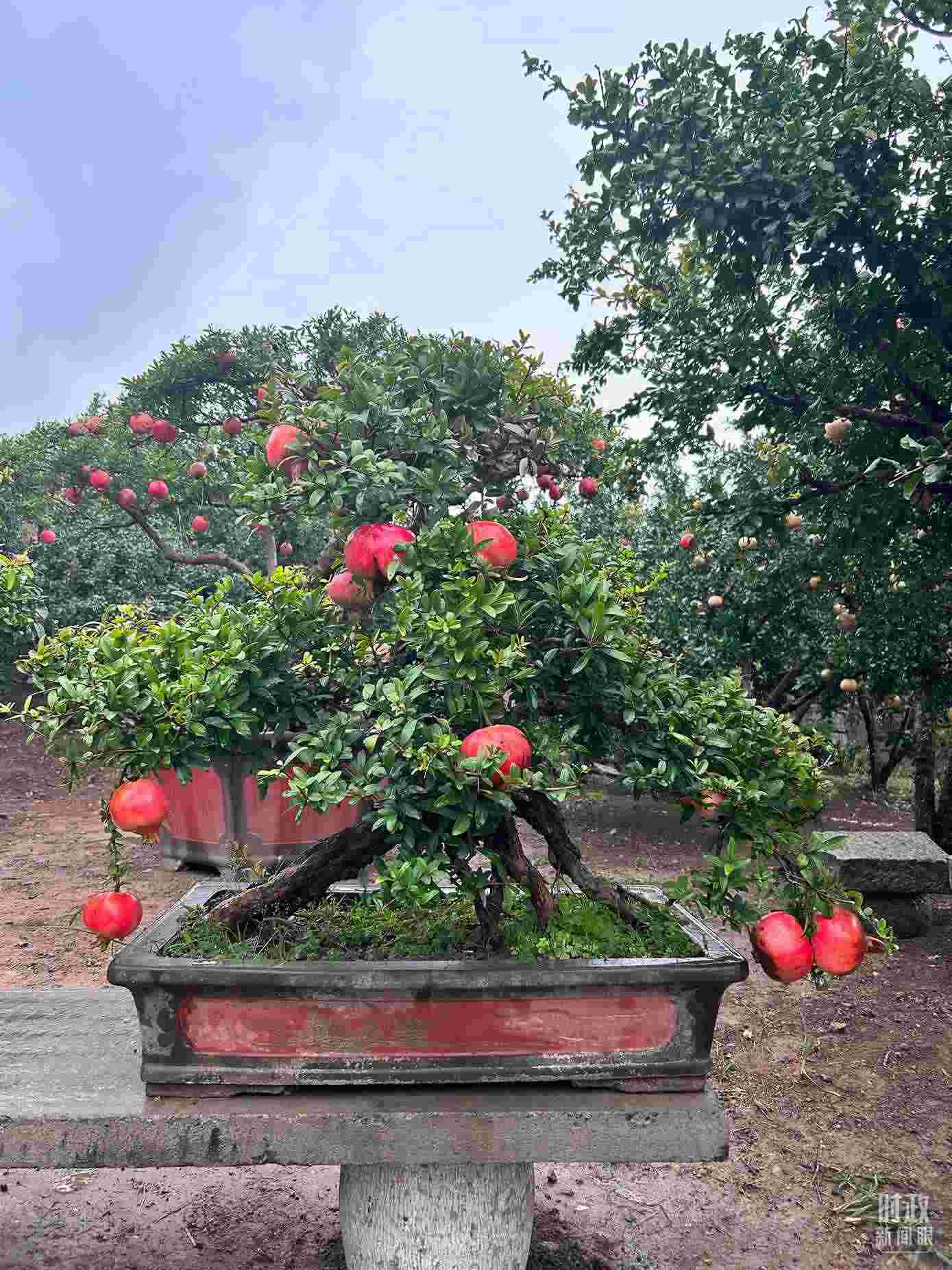 △冠世榴園內(nèi)的石榴盆栽。（總臺央視記者黎兵拍攝）