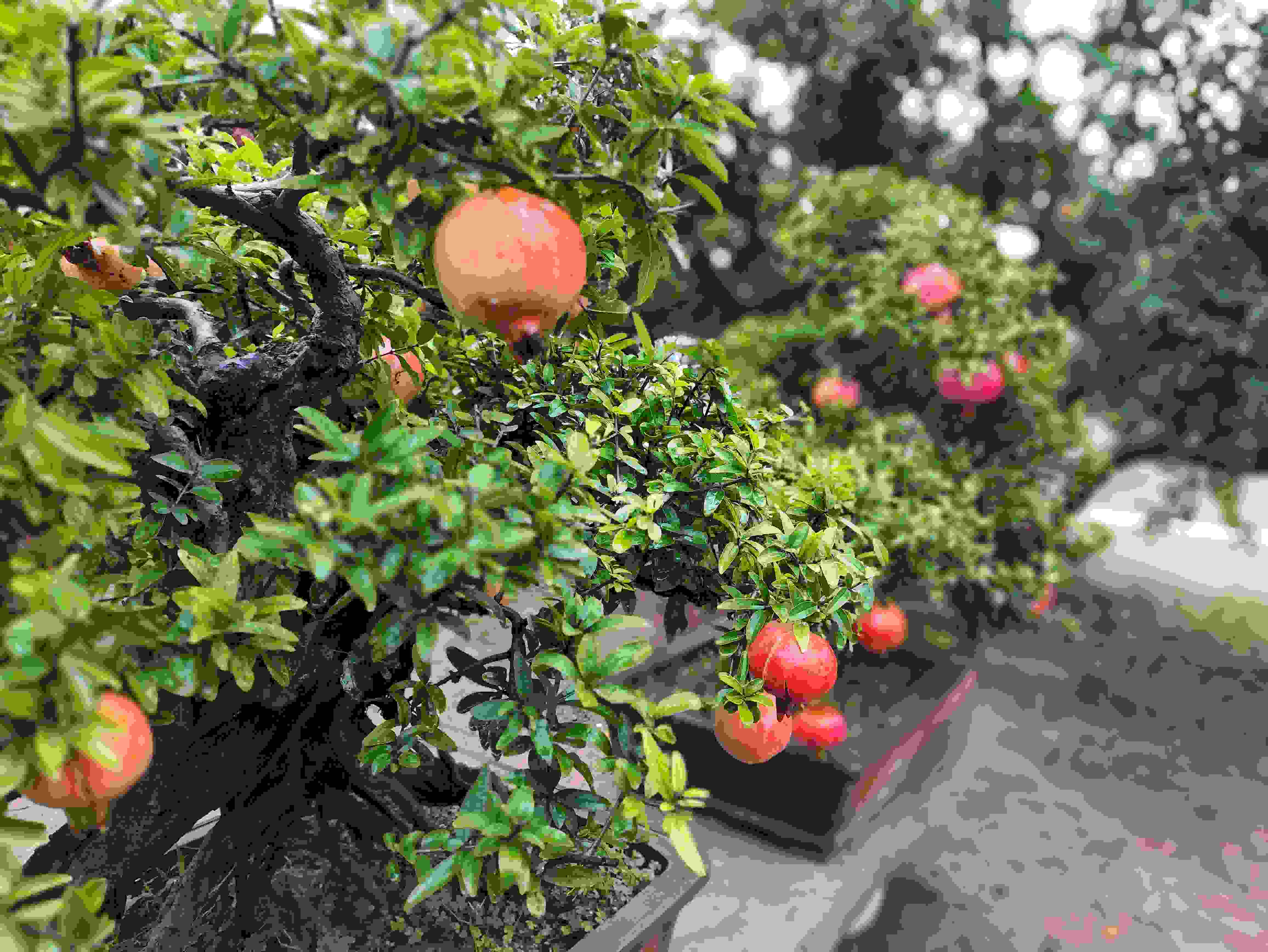 △石榴的發(fā)展帶動了當?shù)厥衽杈爱a(chǎn)業(yè)。（總臺央視記者鐘信偉拍攝）