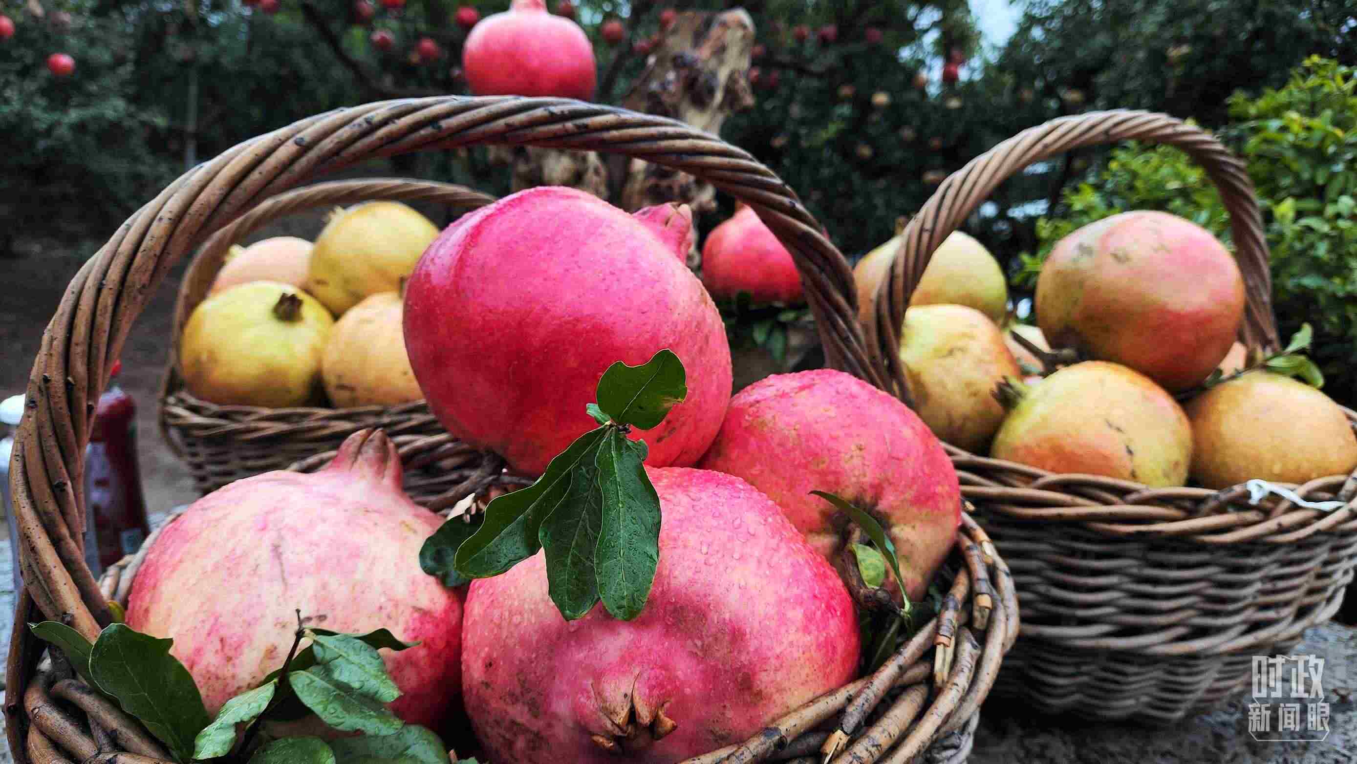 △種植園內(nèi)新鮮采摘的石榴。（總臺央視記者鐘信偉拍攝）