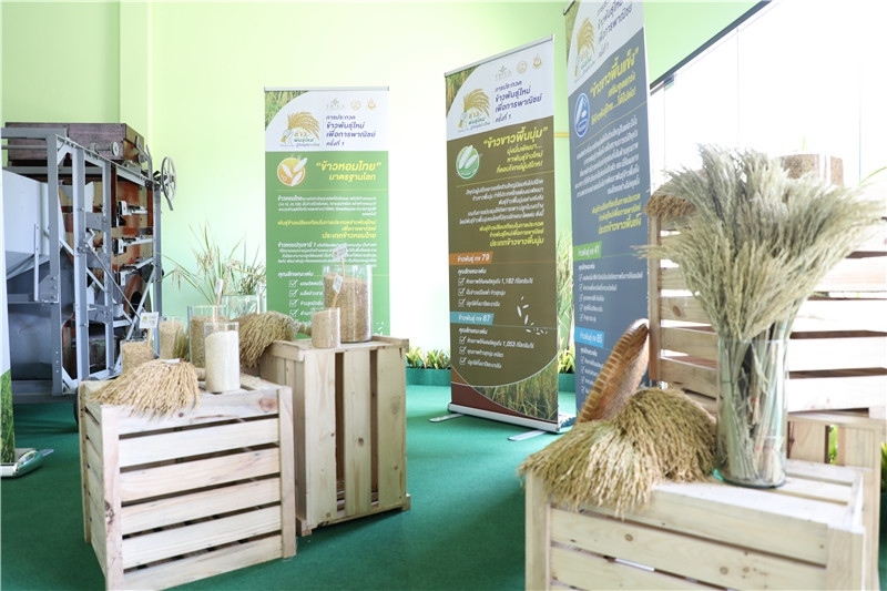 圖為泰國農(nóng)業(yè)與合作社部培育的優(yōu)質(zhì)稻種。泰國商務(wù)部供圖