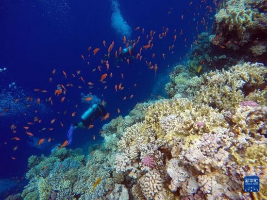  10月2日，人們?cè)诎＜拔髂伟雿u達(dá)哈布藍(lán)洞內(nèi)的珊瑚旁深潛。新華社記者 隋先凱 攝