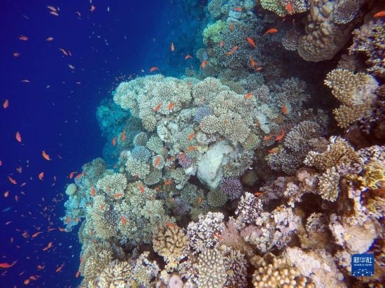  這是10月2日在埃及西奈半島達(dá)哈布藍(lán)洞內(nèi)拍攝的珊瑚和魚類。新華社記者 隋先凱 攝