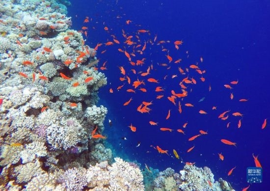  這是10月2日在埃及西奈半島達(dá)哈布藍(lán)洞內(nèi)拍攝的珊瑚和魚類。新華社記者 隋先凱 攝