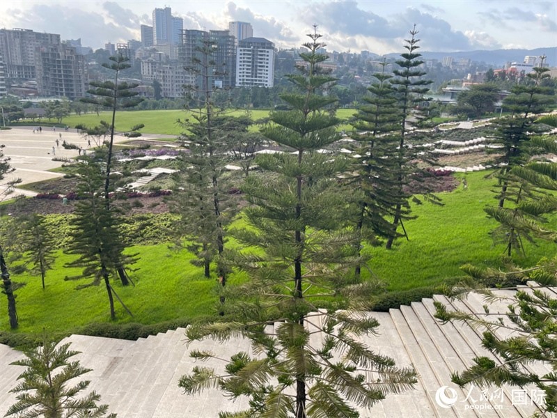 亞的斯亞貝巴友誼廣場(chǎng)的南洋杉。人民網(wǎng)記者 趙艷紅攝