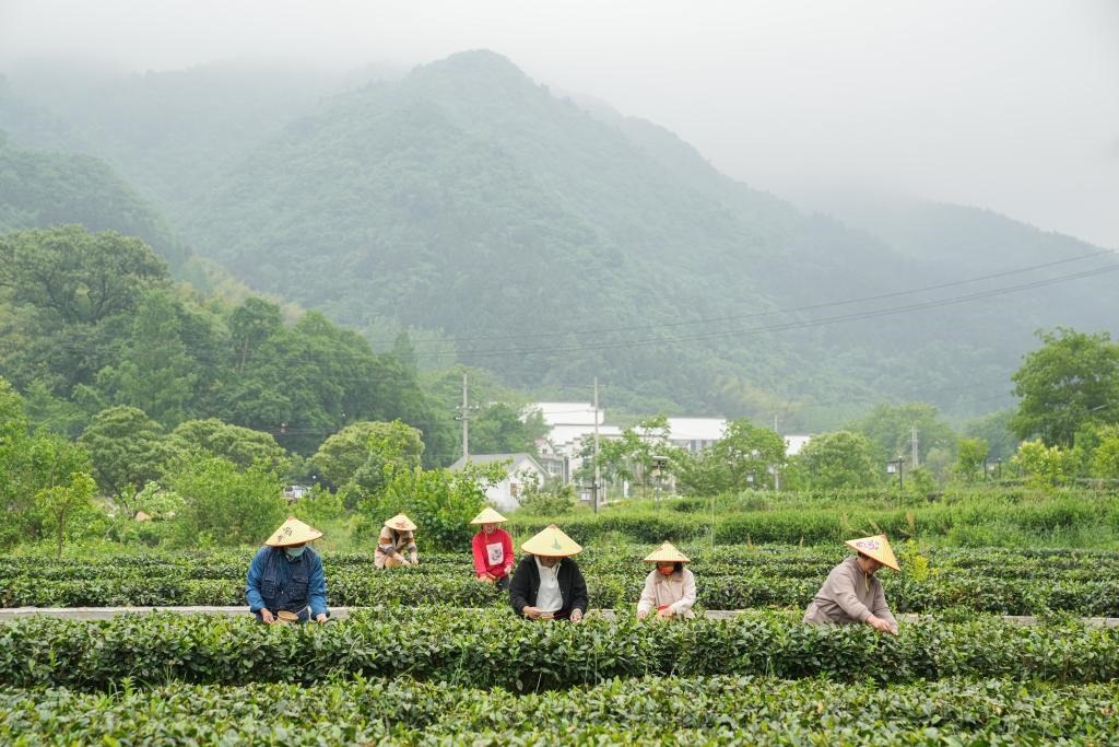2022年5月11日，村民在大灣村生態(tài)茶園內(nèi)采摘茶葉。新華社記者杜宇攝