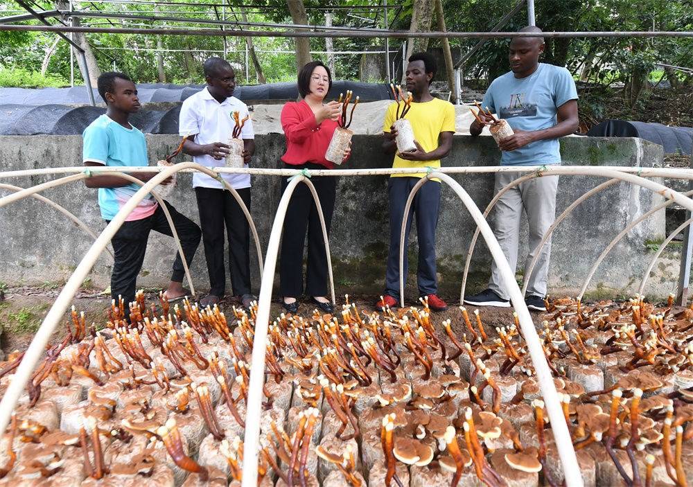 2021年8月12日，福建農(nóng)林大學(xué)國家菌草工程技術(shù)研究中心副主任林冬梅（中）為非洲留學(xué)生講解菌草鹿角靈芝的栽培情況。新華社記者 林善傳 攝