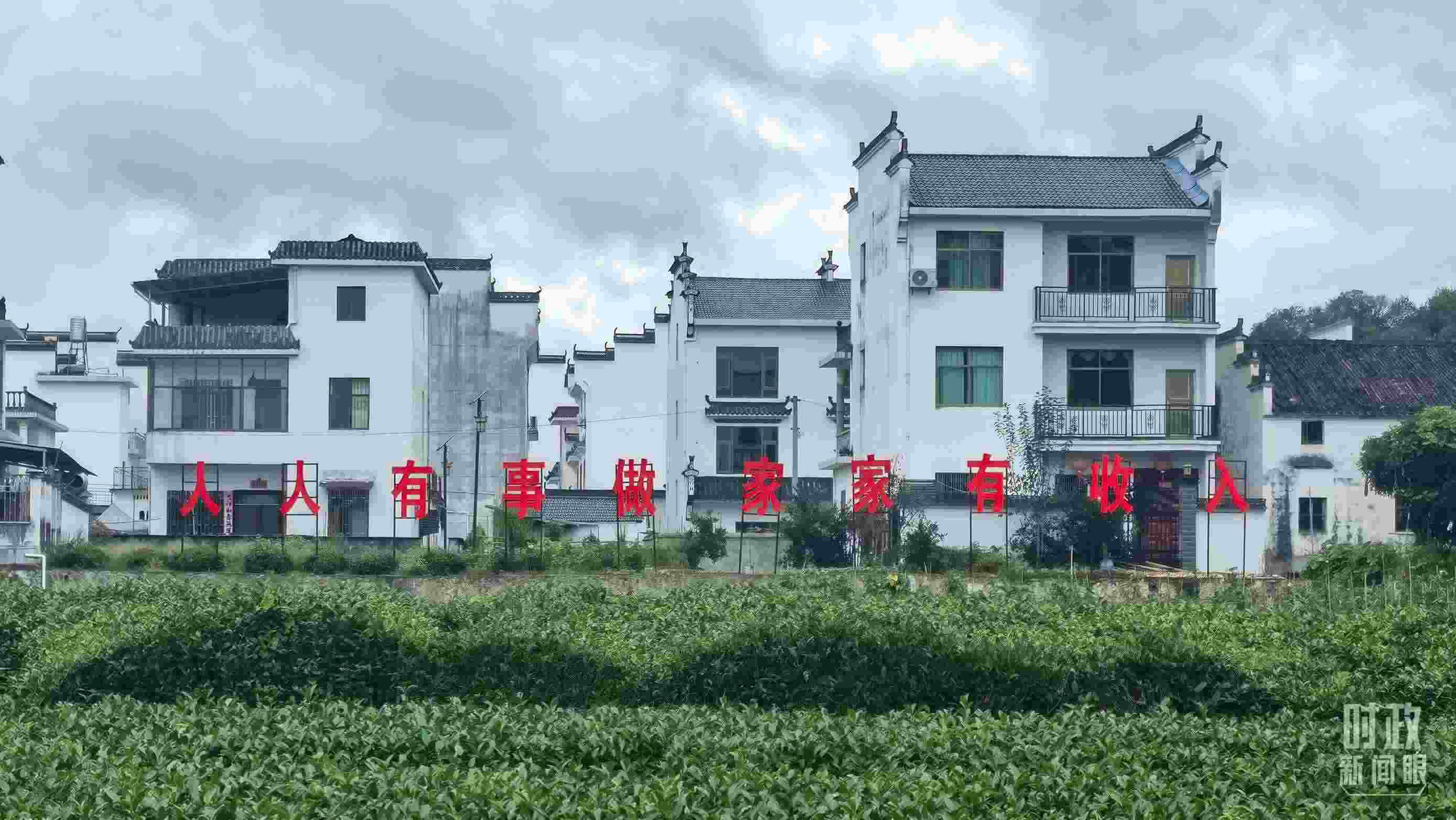 △石門村村民種植的茶葉。（總臺(tái)央視記者賈林拍攝）