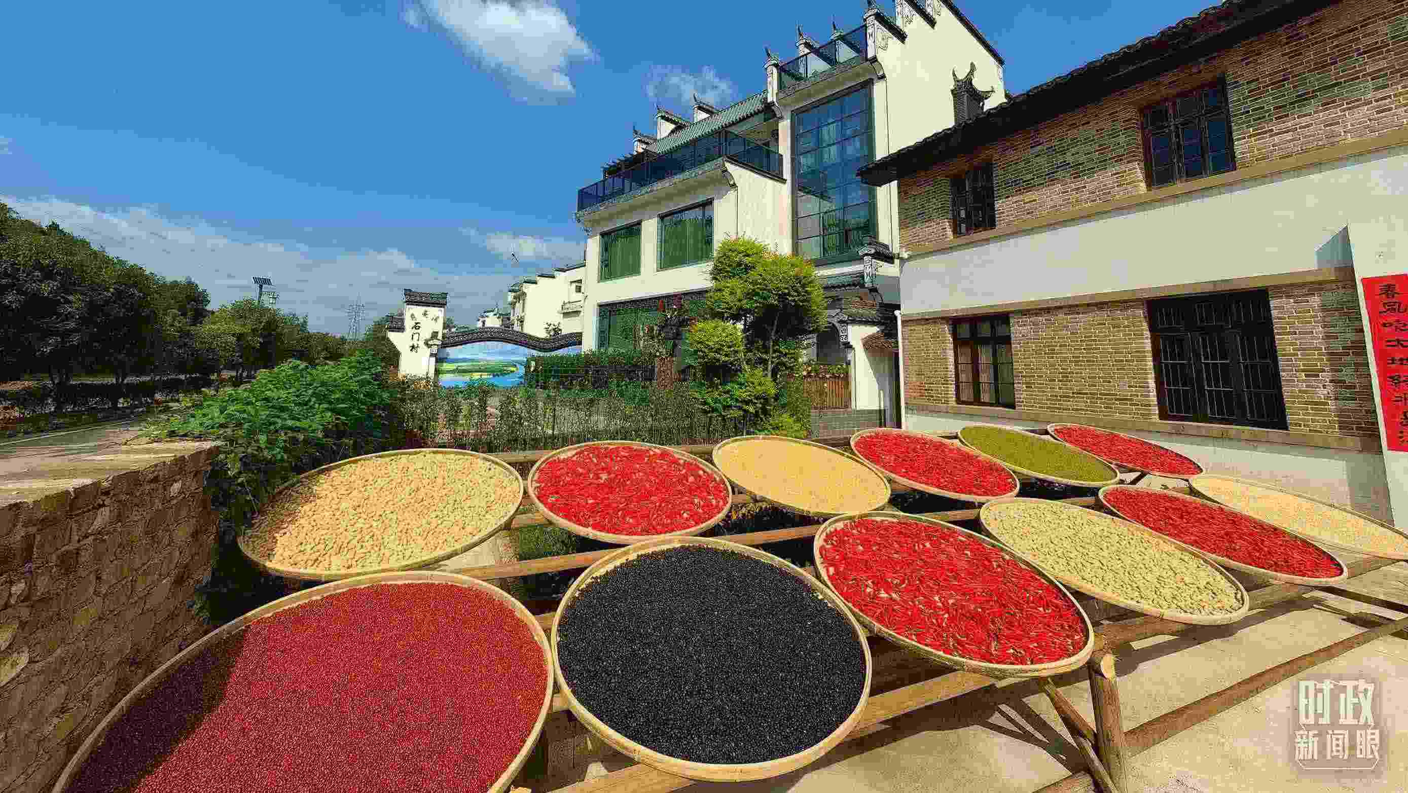 △曬秋農(nóng)俗成為婺源鄉(xiāng)村的一道美麗風(fēng)景。（總臺(tái)央視記者段德文拍攝）