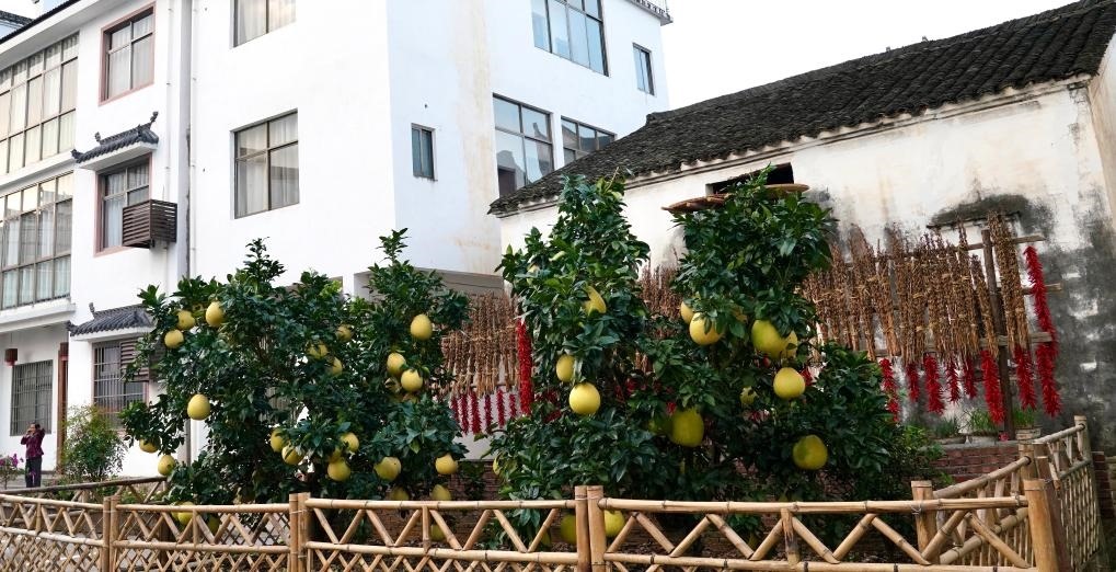 近日在江西省上饒市婺源縣秋口鎮(zhèn)王村石門自然村拍攝的馬家柚。新華社記者 胡晨歡 攝