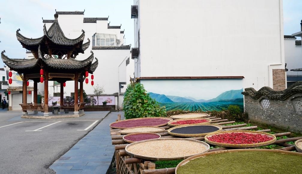 近日拍攝的江西省上饒市婺源縣秋口鎮(zhèn)王村石門自然村曬秋場(chǎng)景。新華社記者 胡晨歡 攝