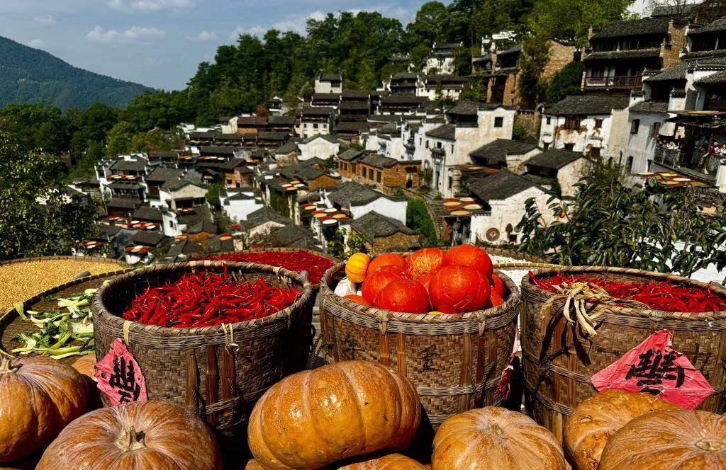 近日拍攝的江西省上饒市婺源縣篁嶺村曬秋畫(huà)面。新華社記者 胡晨歡 攝