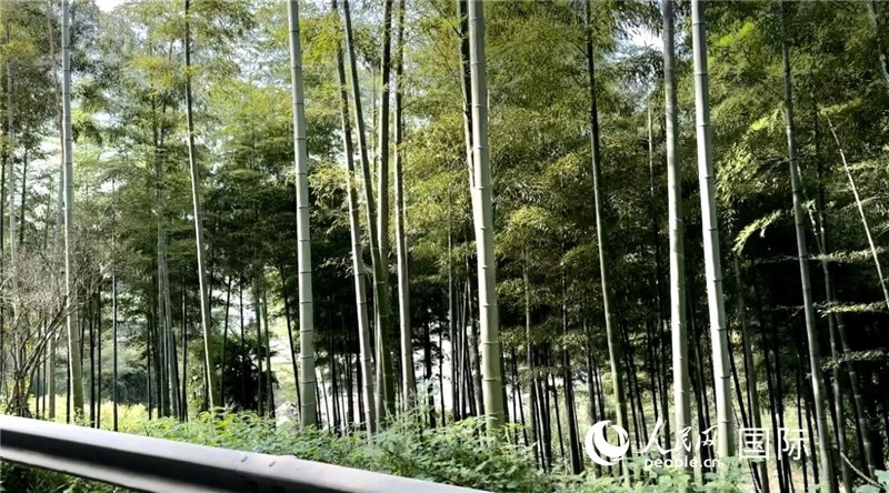 沿途中的竹林。人民網(wǎng)記者 周雨攝