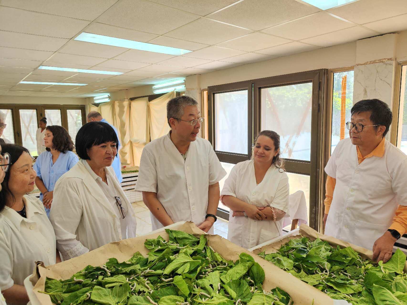 2023年5月23日，中國駐古巴大使馬輝考察古中蠶桑科技合作中心。來源：中國駐古巴大使館官網(wǎng)
