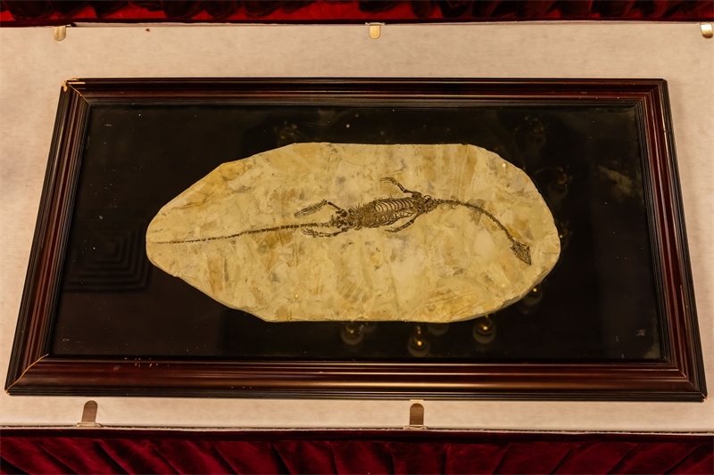 潛龍化石。國家文物局供圖