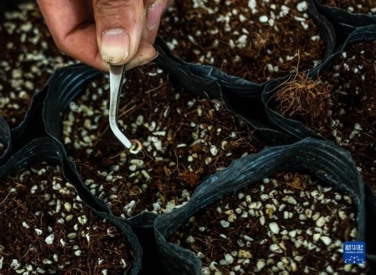 云南錦科花卉工程研究中心里已經(jīng)發(fā)芽的太空種子（4月3日攝）。