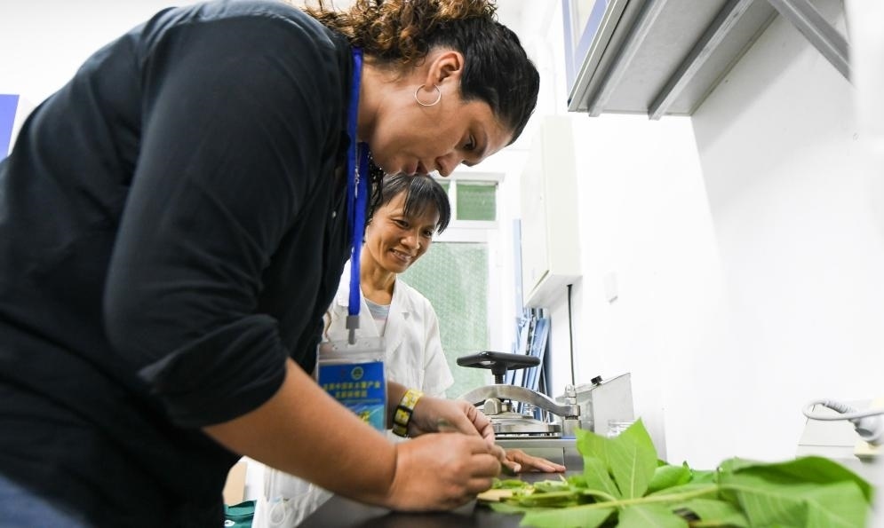 9月17日，來自哥倫比亞的研修班學(xué)員埃文·奧拉亞（左）在中國專家的指導(dǎo)下學(xué)習(xí)實操木薯組培快速繁育技術(shù)。