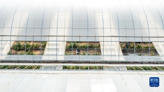 云南省安寧市現(xiàn)代農(nóng)業(yè)園區(qū)玫瑰種植示范園一景（無人機照片，10月20日攝）。