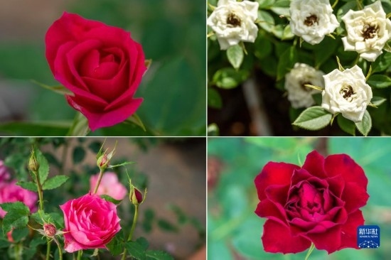 這是云南省安寧市現(xiàn)代農(nóng)業(yè)園區(qū)玫瑰種植示范園里玫瑰新品種的拼版照片。