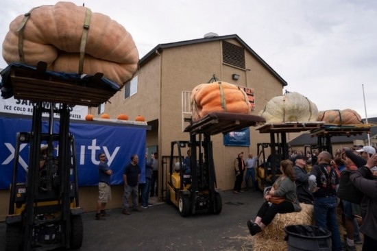  10月9日，在美國加利福尼亞州圣馬特奧縣半月灣舉行的南瓜稱重大賽現(xiàn)場，人們圍觀參賽的南瓜。新華社發(fā)（李建國攝）