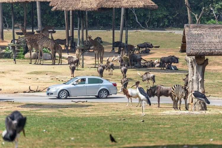長隆野生動物世界園區(qū)內(nèi)，各類動物生活在一起。鄧泳怡 攝