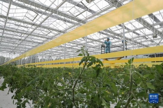 11月4日，在南通市通州區(qū)十總鎮(zhèn)的圓宏萬嘉智慧農(nóng)場，技術(shù)員給番茄苗“盤頭”。