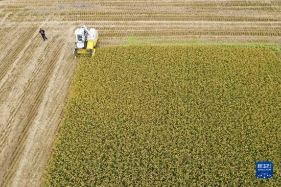 11月4日，在南通市通州區(qū)十總鎮(zhèn)育民村農(nóng)場，一臺設(shè)置好參數(shù)的無人收割機在工作中（無人機照片）。