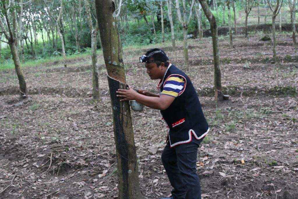 2017年10月，云南省永德縣團(tuán)樹村佤族膠農(nóng)蔣文富在割膠