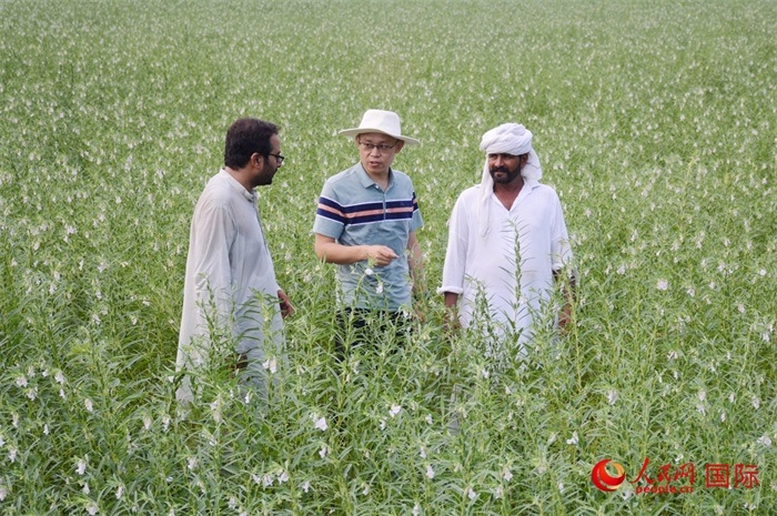 中巴經(jīng)濟走廊農(nóng)業(yè)合作中心負責人席建龍（中）與巴基斯坦當?shù)剞r(nóng)戶在芝麻種植園交流作物生長情況。人民網(wǎng)記者薩義德·邁赫迪攝