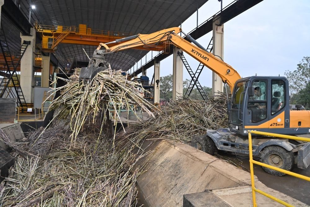 12月14日，在廣西來賓東糖鳳凰有限公司，員工操作機(jī)械將甘蔗投入傳送帶，準(zhǔn)備送往壓榨車間。