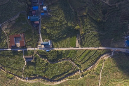 漠源鄉(xiāng)西柚基地。將樂縣農(nóng)業(yè)農(nóng)村局供圖