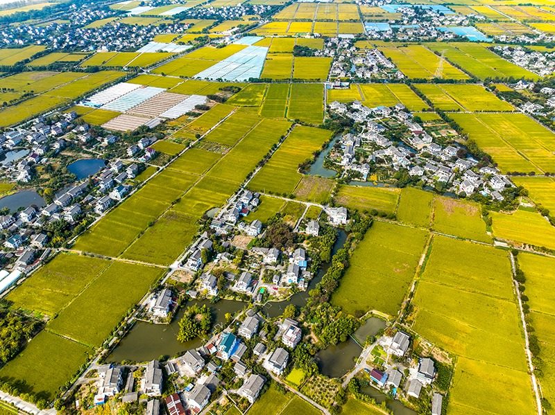 2023年10月22日，浙江海寧市黃灣鎮(zhèn)，金秋時節(jié)，金黃色的稻田與美麗鄉(xiāng)村構(gòu)成一幅寧靜祥和的畫卷。