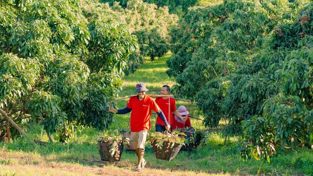 2023年10月，泰國尖竹汶府的龍眼種植園內(nèi)，采果工人正在運輸新采摘的龍眼。（黎銀成攝 新華社發(fā)）