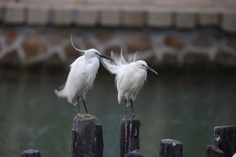 筼筜湖白鷺。人民網(wǎng)記者 陳博 攝