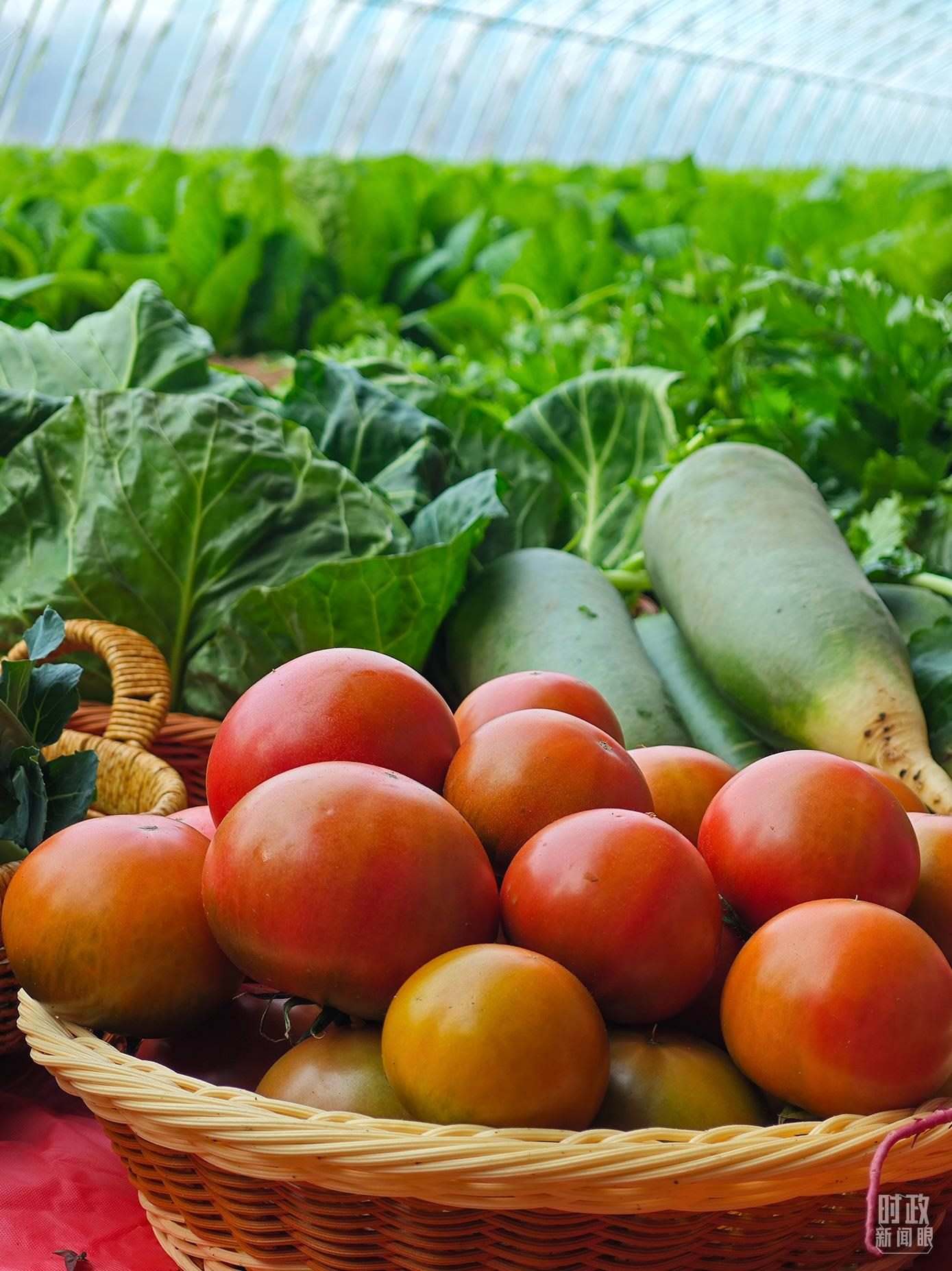 △第六埠村蔬菜大棚，蔬菜收獲頗豐。（總臺央視記者彭漢明拍攝）