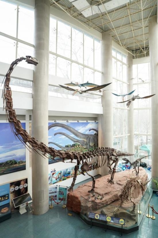 南京古生物博物館展出的馬門(mén)溪龍模型。新華社記者李博 攝