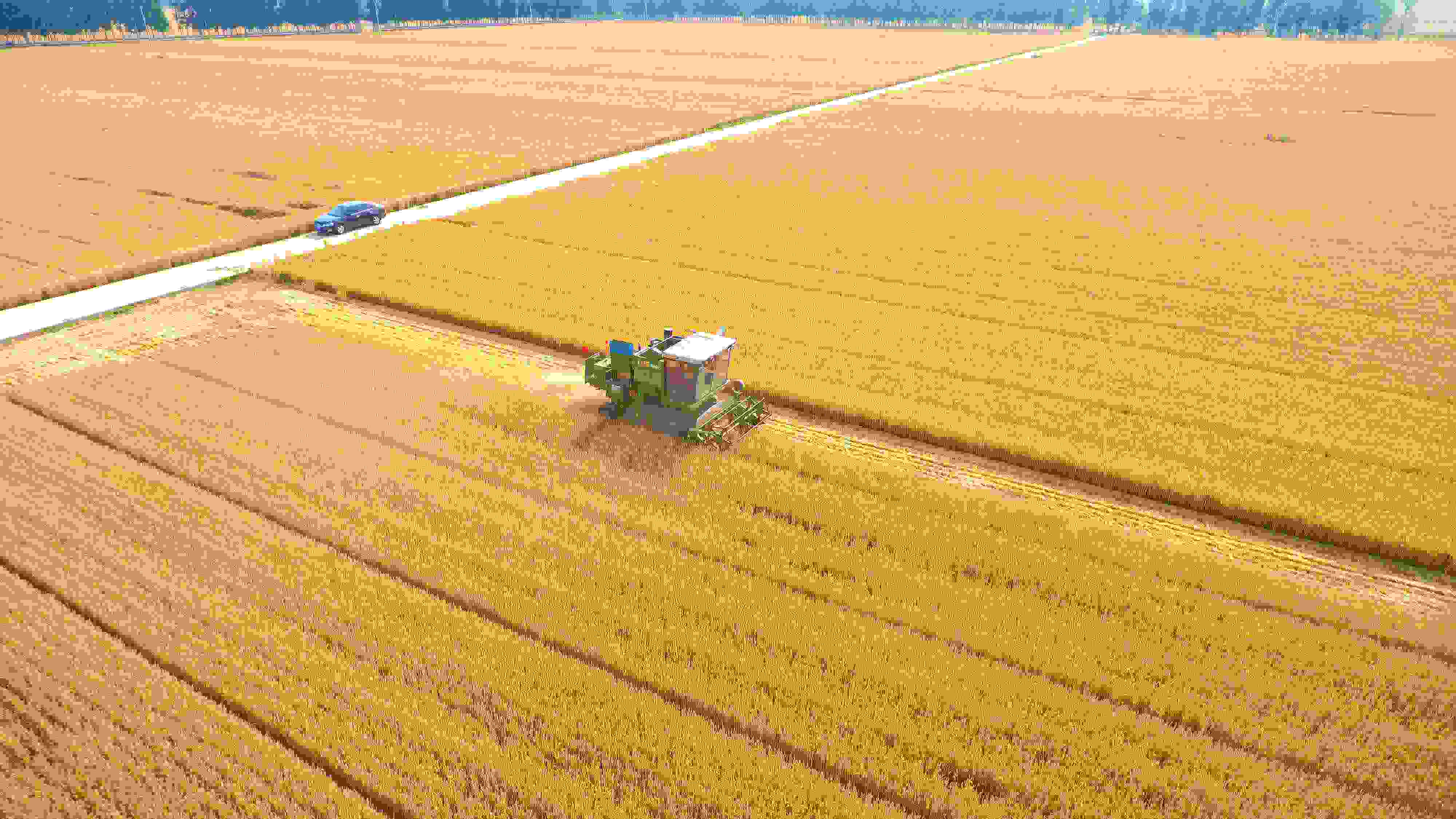 △ 2023年6月5日，山東聊城茌平區(qū)賈寨鎮(zhèn)王藥包村，收割機在田間進行小麥收割作業(yè)。