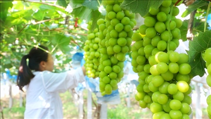 小屯村葡萄園里的陽光玫瑰葡萄。肖俊楠攝