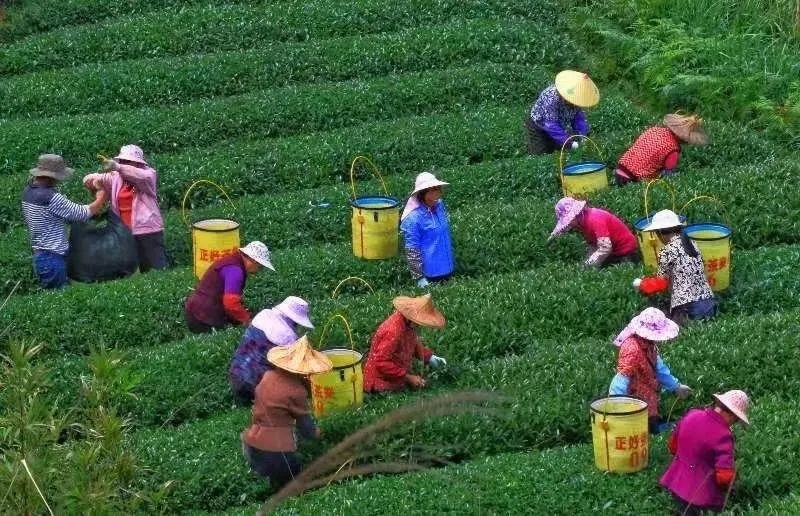 △軍營村茶農(nóng)在茶園采茶。