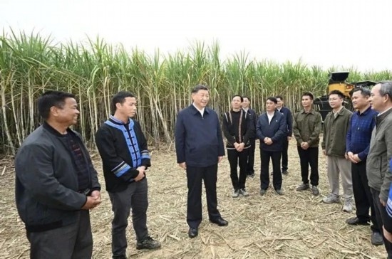 2023年12月14日，習(xí)近平總書記在廣西來(lái)賓市國(guó)家現(xiàn)代農(nóng)業(yè)產(chǎn)業(yè)園黃安優(yōu)質(zhì)“雙高”糖料蔗基地考察。