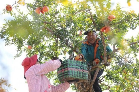 紅彤彤的石榴掛滿枝頭，農(nóng)戶們穿梭在林中采摘，享受著豐收的喜悅。