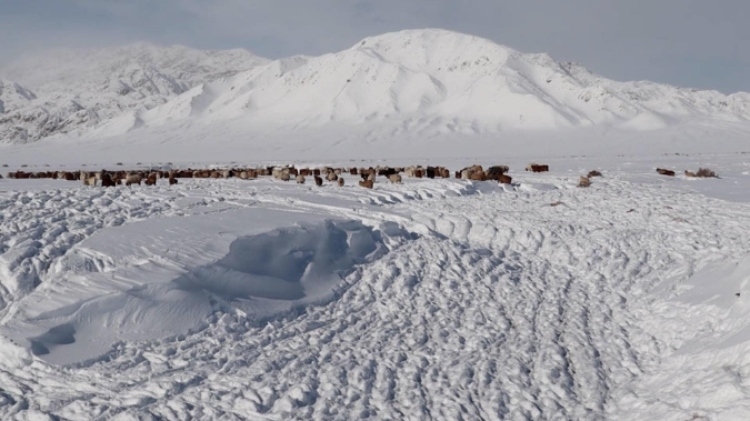 蒙古國(guó)近日發(fā)生雪災(zāi)。圖片來源：蒙政府網(wǎng)站