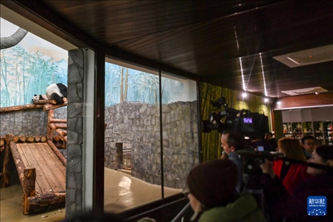 3月8日，人們在俄羅斯莫斯科動物園觀看大熊貓“喀秋莎”（左）和媽媽“丁丁”。新華社記者 曹陽 攝