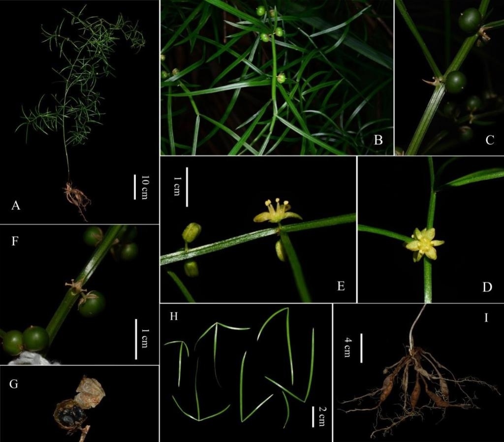 圖為大別山天門冬的形態(tài)特征。（中國科學院武漢植物園供圖）